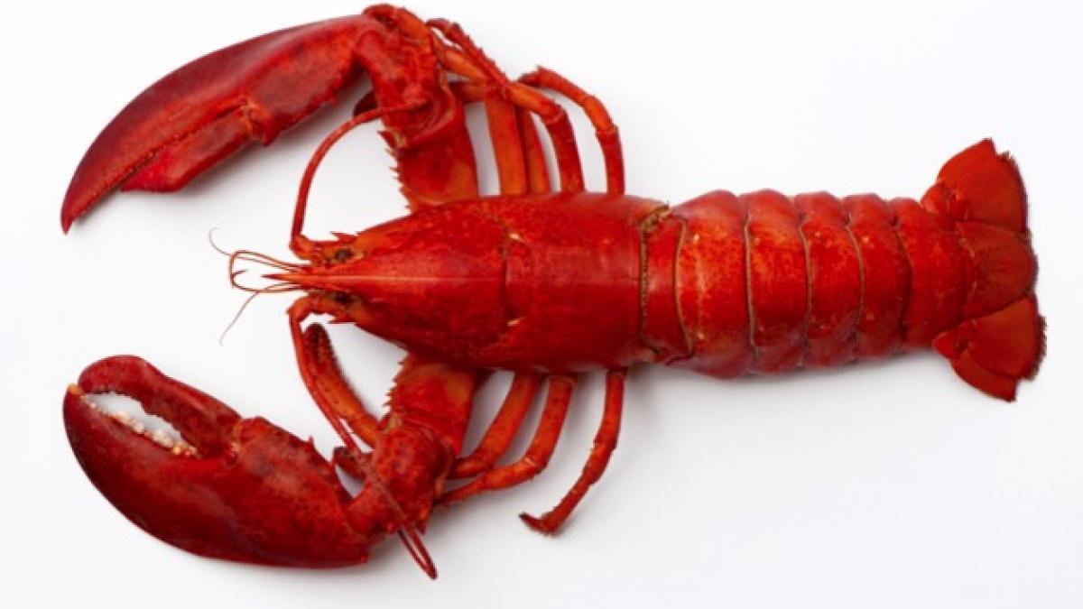 [Image: lobster1.jpg]